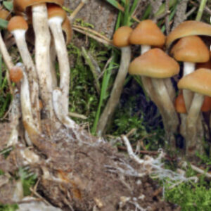 buy Psilocybe mexicana online