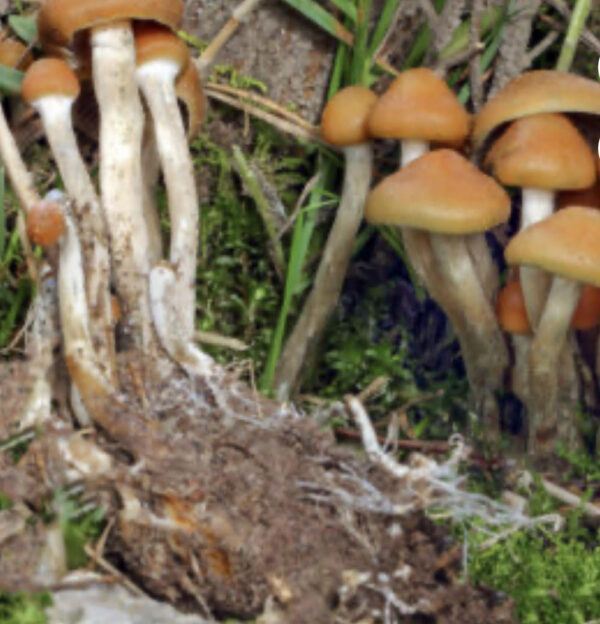 buy Psilocybe mexicana online